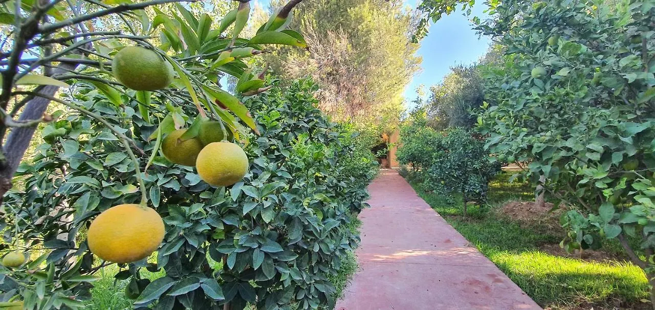 摩洛哥传统庭院住宅 Dar Gonzo Resort & Spa 马拉喀什