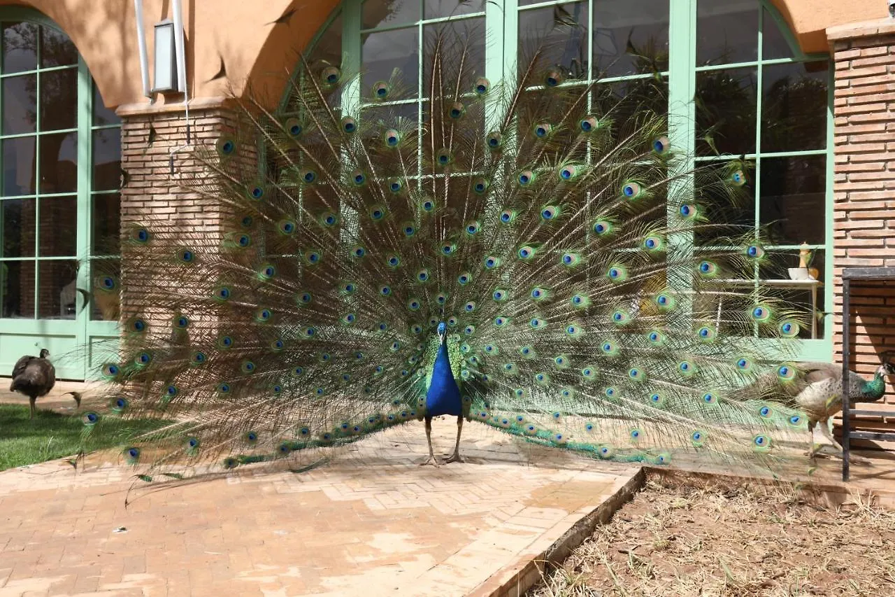 リヤド Dar Gonzo Resort & Spa マラケシュ