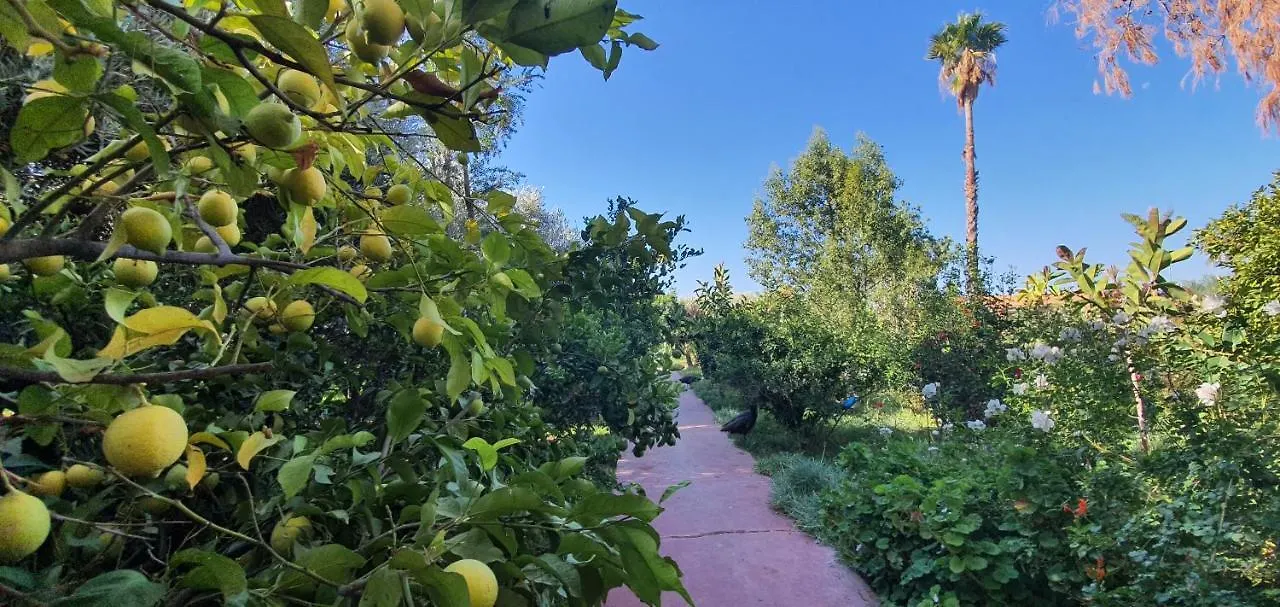 Dar Gonzo Resort & Spa Marrakesh